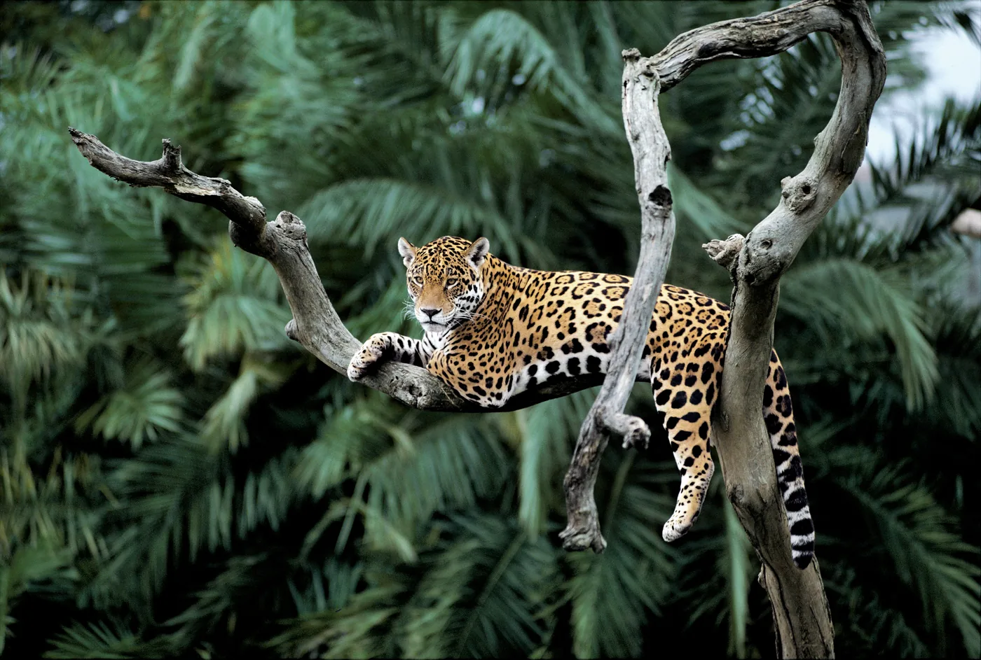 Flora y Fauna
