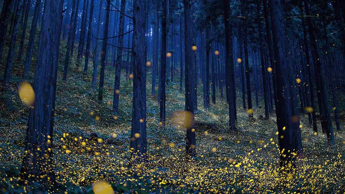 Bosques encantados