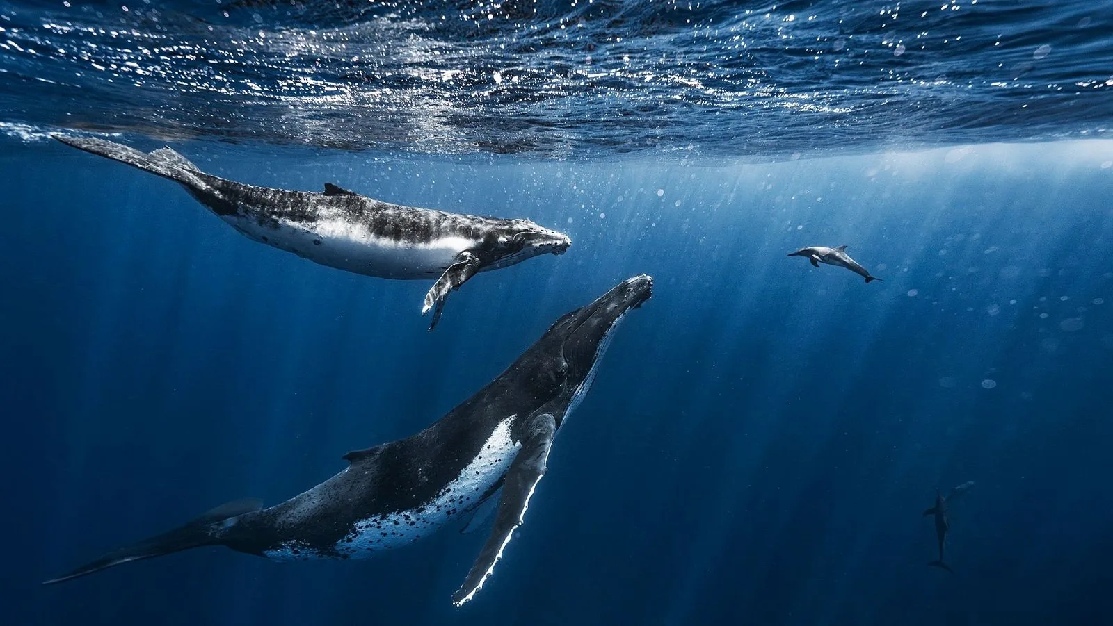 Migración de las ballenas